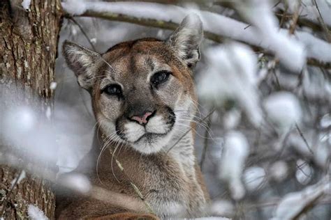 COUGAR .